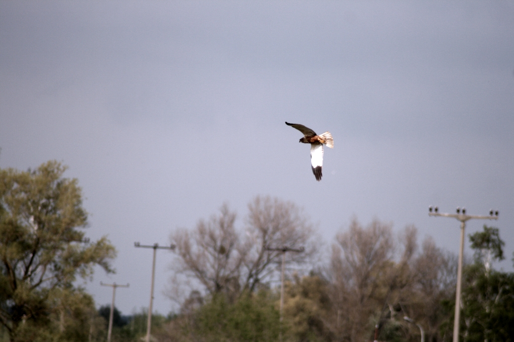 VWG vogelreis Oost Duitsland mei 2010 358